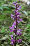 2017-05-22 Early-purple Orchid, Orchis mascula