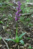 2017-05-22 Early-purple Orchid, Orchis mascula