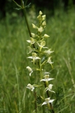 2017-05-22 Greater Butterfly-orchid, Platanthera chlorantha