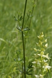 2017-05-22 Hedge or Ladies Bedstraw, Galium sp (with Greater Butterfly-orchid)