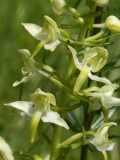 2017-05-22 Greater Butterfly-orchid, Platanthera chlorantha