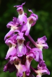 2017-05-22 Early-purple Orchid, Orchis mascula