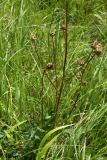 2017-05-22 Salad Burnet, Poterium sanguisorba