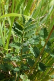 2017-05-22 Leaves of Salad Burnet, Poterium sanguisorba