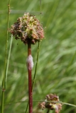 2017-05-22 Salad Burnet, Poterium sanguisorba