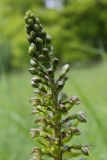 2017-05-22 Common Twayblade, Neottia ovata