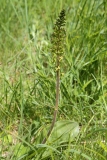 2017-05-22 Common Twayblade, Neottia ovata