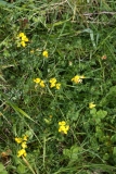 2017-05-22 Common Bird's-foot-trefoil, Lotus corniculatus