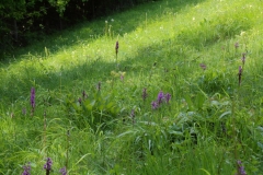 2017-05-22 Meadow with Orchids