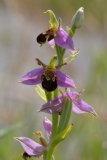 2017-06-19 Bee Orchid, Ophrys apifera