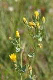 2017-06-19 Yellow-wort, Blackstonia perfoliata