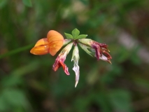 2017-06-19 Orange Bird's-foot (trefoil), Ornithopus pinnatus