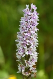 2017-06-19 Common Spotted-orchid, Dactylorhiza fuschii