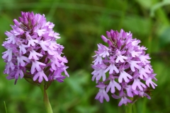 2017-06-19 Pyramidal Orchid, Anacamptis pyramidalis