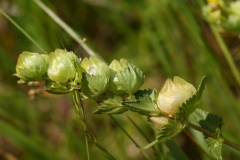 2017-06-19 Yellow-rattle, Rhinanthus minor