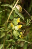 2017-06-19 Yellow-rattle, Rhinanthus minor