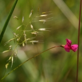 2017-06-19 Grass Vetchling, Lathyrus nissolia, with Silky Bent grass