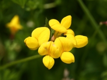 2017-06-19 Bird's-foot-trefoil, Lotus corniculatus