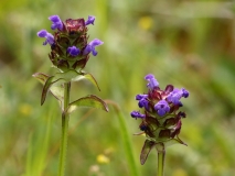 2017-06-19 Selfheal, Prunella vulgaris