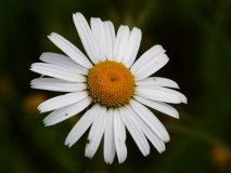 2017-06-19 Oxeye Daisy, Leucanthemum vulgare