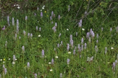 2017-06-19 Common Spotted-orchids with Oxeye Daisies, Pyramidal Orchids, Selfheal, etc