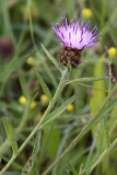 2017-06-19 Common Knapweed, Centaurea nigra