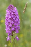 2017-06-19 Pyramidal Orchid, Anacamptis pyramidalis