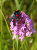 2017-06-19 Pyramidal Orchid, Anacamptis pyramidalis, with Six-spot Burnet, Zygaena filipendulae