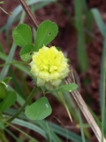 2017-06-19 Hop Trefoil, Trifolium campestre