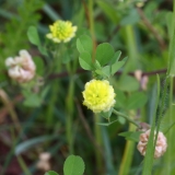 2017-06-19 Hop Trefoil, Trifolium campestre