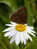 2017-06-19 Oxeye Daisy, Leucanthemum vulgare, with Ringlet butterfly, Aphantopus huperantus