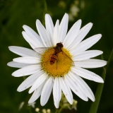 2017-06-19 Oxeye Daisy, Leucanthemum vulgare, with Hover Fly, Volucella bombylans