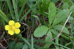 2017-06-19 Creeping Cinquefoil, Potentilla reptans