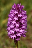 2017-06-19 Pyramidal Orchid, Anacamptis pyramidalis