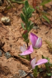 2017-06-19 Restharrow, Ononis repens