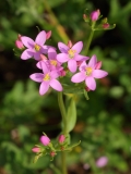 2017-06-19 Common Centaury, Centaurium erythraea