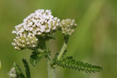 2017-06-19 Yarrow, Achillea millifolium