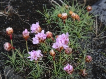 2017-06-04 Thrift, Armeria maritima