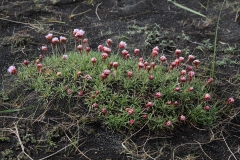 2017-06-04 Thrift, Armeria maritima