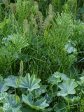 2017-06-05 Horsetails, Equisetum, and Lady's-mantle, Alchemilla