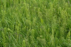 2017-06-05 Various Horsetails