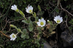 2017-06-05 Alpine Mouse-ear, Cerastium alpinum