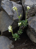 2017-06-05 prob Draba sp