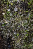 2017-06-05 Dog Lichen, Peltigera canina