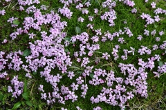 2017-06-05 Moss Campion, Silene acaulis