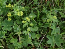 2017-06-05 Lady's-mantle, Alchemilla