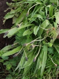 2017-06-05 Ribwort Plantain, Plantago lanceolata