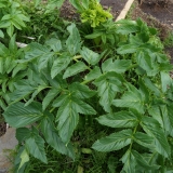 2017-06-05 Wild Angelica, Angelica sylvestris