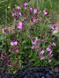 2017-06-06 Red Campion, Silene dioica