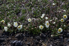 2017-06-07 Mountain Avens, Dryas octopetala